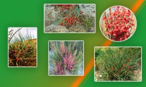Из флоры нашего заповедника Из флоры нашего заповедника