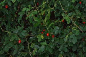 Из флоры нашего заповедника... Из флоры нашего заповедника...