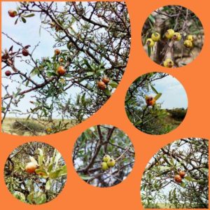 Из флоры нашего заповедника Дикая лесная груша.