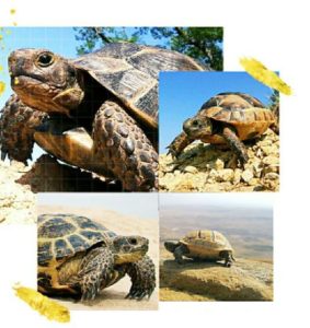 Из фауны нашего заповедника