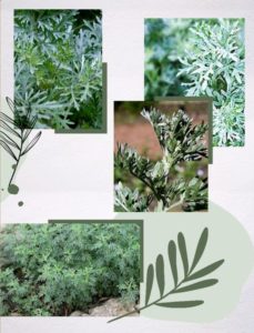 Из флоры нашего заповедника ... Полынь горькая.