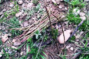 Из флоры нашего заповедника