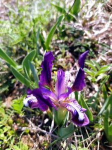 Из флоры нашего заповедника...