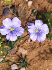 Из флоры нашего заповедника Дикий Лён