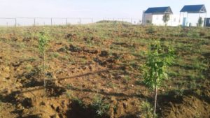 Проект под названием разведение «Миндального сада» в Кешикчидаге