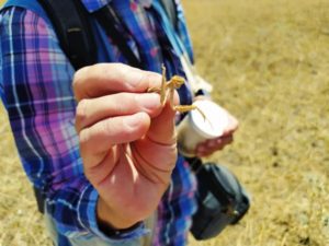 Из фауны нашего заповедника