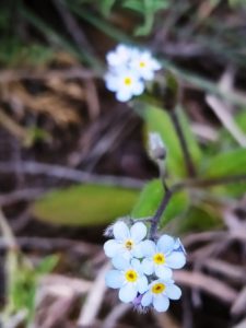 Из флоры нашего заповедника