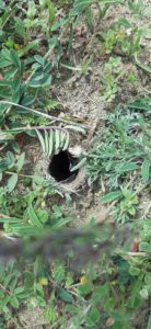 Из фауны нашего заповедника