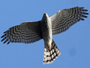 Из фауны нашего заповедника