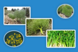 Из флоры нашего заповедника