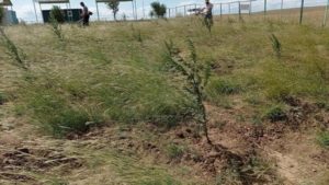 Проект под названием «Миндальный сад» в Кешикчидаге Проект под названием «Миндальный сад» в Кешикчидаге