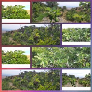 Из флоры заповедника