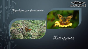 Из фауны нашего заповедника...