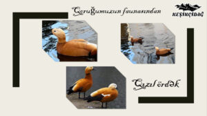 Из фауны нашего заповедника...