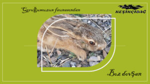 Из фауны нашего заповедника... Из фауны нашего заповедника...