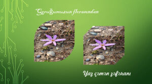 Весенний луговой шафран Весенний луговой шафран