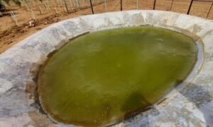 Строительство водохранилища, предназначенного для полива «Миндального сада», сооруженного сотрудниками заповедника под руководством Верховного Главнокомандующего в целях увековечения памяти шехидов, написавших славную историю в 44-дневную Отечественную войну, поблизости с информационным центром, принадлежащий заповеднику, близится к завершению.