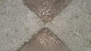 Mədəniyyət Nazirliyi yanında Mədəni İrsin Qorunması, İnkişafı və Bərpası üzrə Dövlət Xidməti və AMEA Arxeologiya və Antropologiya İnstitutunun birgə təşkilatçılığı ilə həyata keçirilən “Keşikçidağda elmi-arxeoloji qazıntılar və yay məktəbi 6” layihəsi çərçivəsində kurqanlarda aşkarlanan unikal tunc dövrü eksponatları – 3600 illik hərbi elitaya məxsus hakimiyyət rəmzi (əsa başlığı), tunc xəncər və digər nadir nümunələr Rusiyanın nüfuzlu elmi nəşrlərinin, aparıcı media orqanlarının və arxeologiya platformalarının manşetlərinə daşınıb. Mədəniyyət Nazirliyi yanında Mədəni İrsin Qorunması, İnkişafı və Bərpası üzrə Dövlət Xidməti və AMEA Arxeologiya və Antropologiya İnstitutunun birgə təşkilatçılığı ilə həyata keçirilən “Keşikçidağda elmi-arxeoloji qazıntılar və yay məktəbi 6” layihəsi çərçivəsində kurqanlarda aşkarlanan unikal tunc dövrü eksponatları – 3600 illik hərbi elitaya məxsus hakimiyyət rəmzi (əsa başlığı), tunc xəncər və digər nadir nümunələr Rusiyanın nüfuzlu elmi nəşrlərinin, aparıcı media orqanlarının və arxeologiya platformalarının manşetlərinə daşınıb.